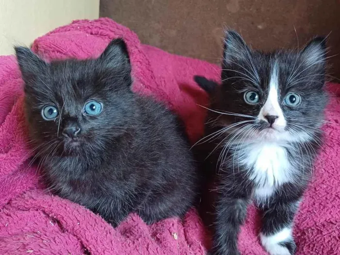 Gato ra a Persa idade Abaixo de 2 meses nome Mix Persas adocao