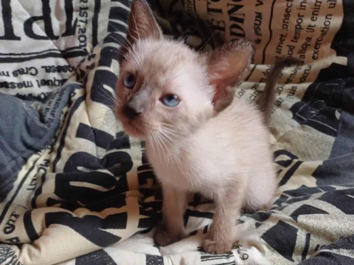 Gato ra a Siamês idade Abaixo de 2 meses nome Siamesa adocao