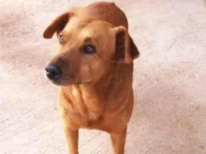 Cachorro raça SRD-ViraLata idade 5 anos nome JUBILEU