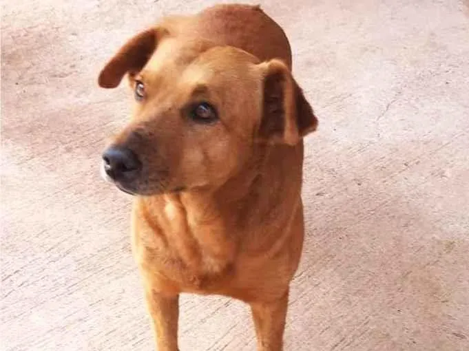 Cachorro ra a SRD-ViraLata idade 5 anos nome JUBILEU