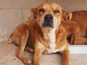 Cachorro raça SRD-ViraLata idade 5 anos nome THOR