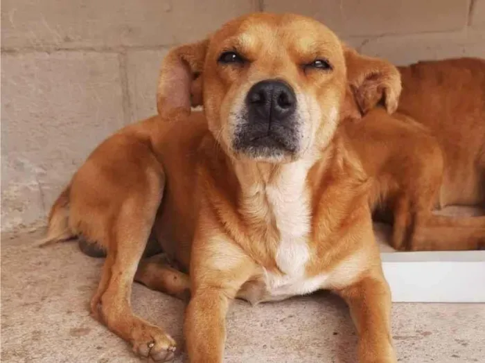 Cachorro ra a SRD-ViraLata idade 5 anos nome THOR