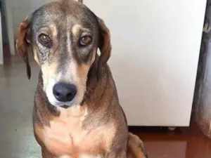 Cachorro raça SRD-ViraLata idade 5 anos nome GRIMALDA