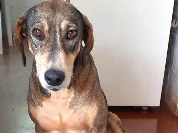 Cachorro ra a SRD-ViraLata idade 5 anos nome GRIMALDA