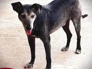 Cachorro raça SRD-ViraLata idade 5 anos nome LANDINHO