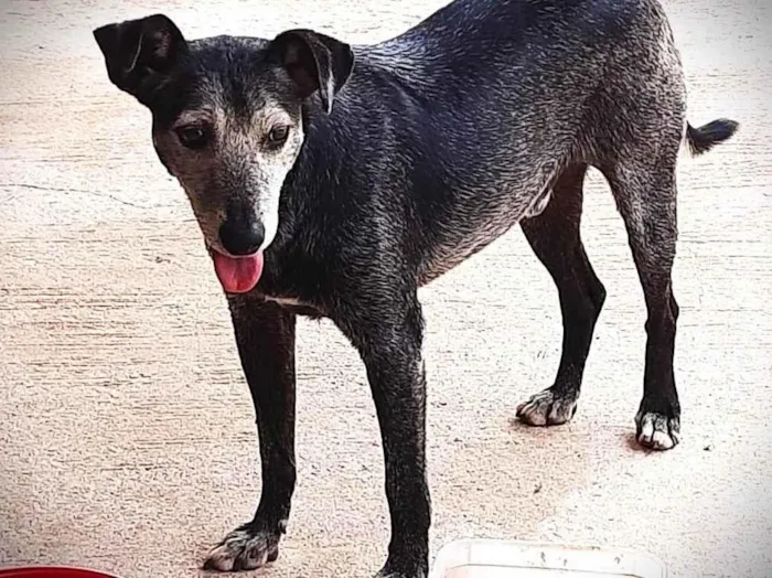 Cachorro ra a SRD-ViraLata idade 5 anos nome LANDINHO