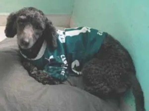 Cachorro raça Poodle idade 3 anos nome Black 