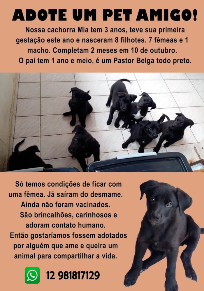 Cachorro ra a Pastor Alemão idade 2 a 6 meses nome São 8 Cachorros, 7 fêmeas e 1 macho, sem nomes.