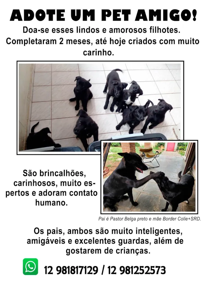 Cachorro ra a SRD-ViraLata idade 2 a 6 meses nome Não possuem nomes