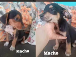 Cachorro raça SRD-ViraLata idade 2 a 6 meses nome Sem nome