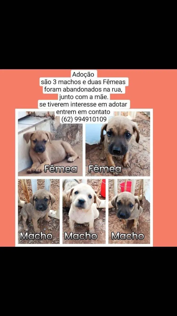 Cachorro ra a SRD-ViraLata idade Abaixo de 2 meses nome Não tem 