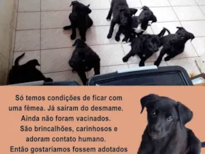 Cachorro raça Pastor Alemão idade 2 a 6 meses nome São 8 Cachorros, 7 fêmeas e 1 macho, sem nomes.