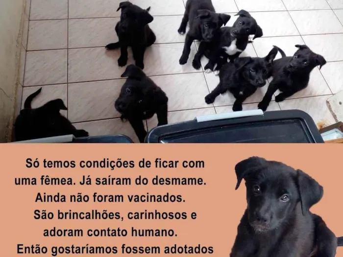 Cachorro ra a Pastor Alemão idade 2 a 6 meses nome São 8 Cachorros, 7 fêmeas e 1 macho, sem nomes.