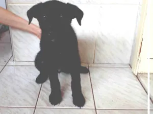 Cachorro raça SRD-ViraLata idade 2 a 6 meses nome Não possuem nomes