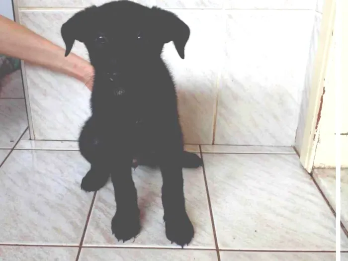 Cachorro ra a SRD-ViraLata idade 2 a 6 meses nome Não possuem nomes