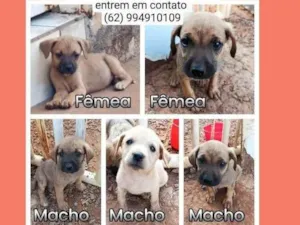 Cachorro raça SRD-ViraLata idade Abaixo de 2 meses nome Não tem 