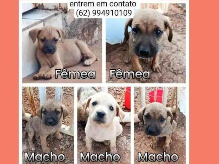 Cachorro ra a SRD-ViraLata idade Abaixo de 2 meses nome Não tem 