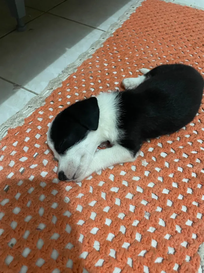 Cachorro ra a SRD-ViraLata idade 2 a 6 meses nome Oreo