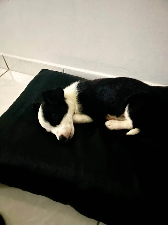 Cachorro ra a SRD-ViraLata idade 2 a 6 meses nome Oreo