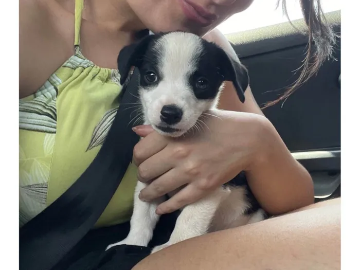 Cachorro ra a SRD-ViraLata idade 2 a 6 meses nome Oreo