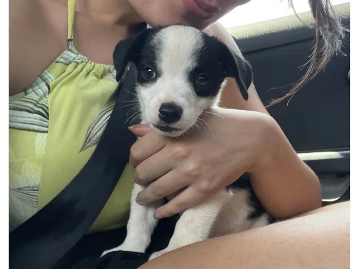 Cachorro ra a SRD-ViraLata idade 2 a 6 meses nome Oreo