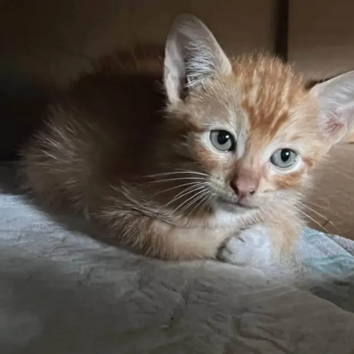 Gato ra a SRD-ViraLata idade Abaixo de 2 meses nome Panco