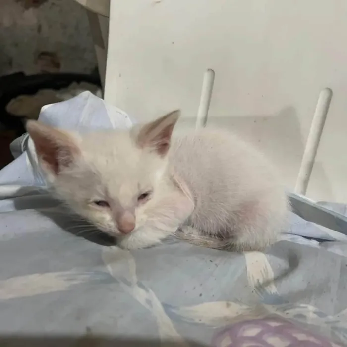 Gato ra a SRD-ViraLata idade Abaixo de 2 meses nome Polar