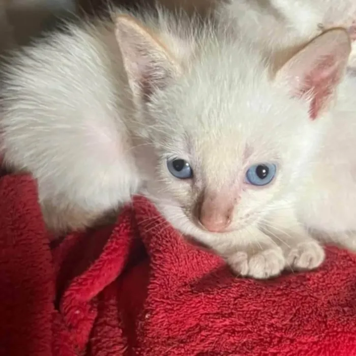 Gato ra a SRD-ViraLata idade Abaixo de 2 meses nome Polar