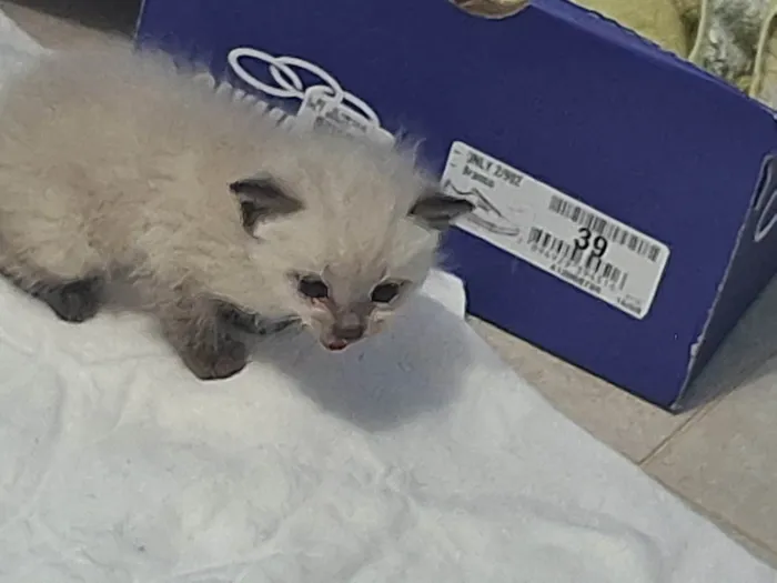 Gato ra a Ragdoll idade Abaixo de 2 meses nome Gaspar