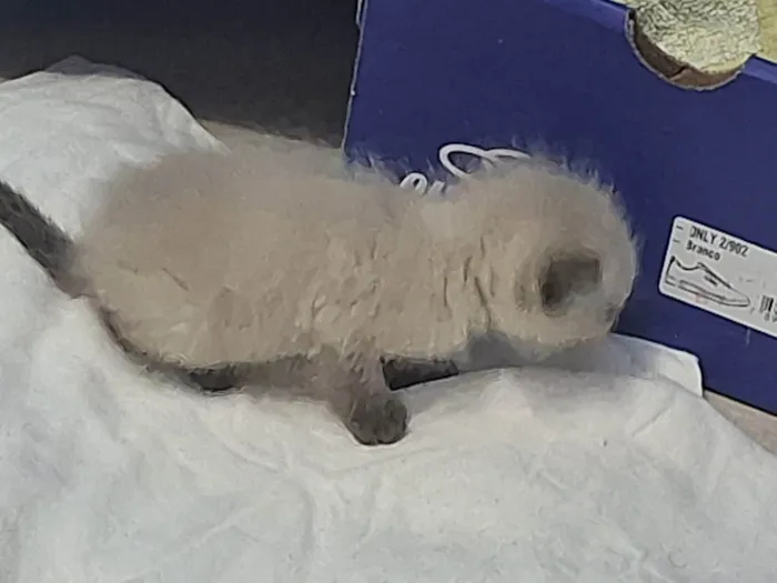 Gato ra a Ragdoll idade Abaixo de 2 meses nome Gaspar