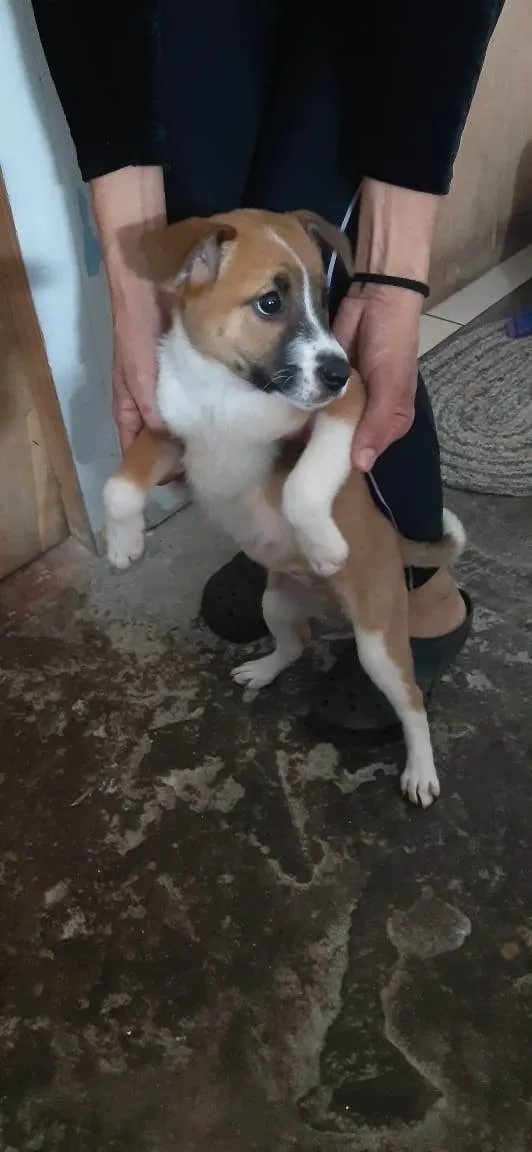 Cachorro ra a SRD-ViraLata idade 2 a 6 meses nome Bella