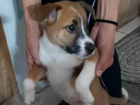 Cachorro ra a SRD-ViraLata idade 2 a 6 meses nome Bella