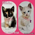 Gatinhas bebês