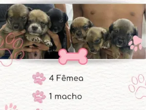 Cachorro raça SRD-ViraLata idade Abaixo de 2 meses nome Sem nomes