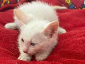 Gato raça SRD-ViraLata idade Abaixo de 2 meses nome Polar