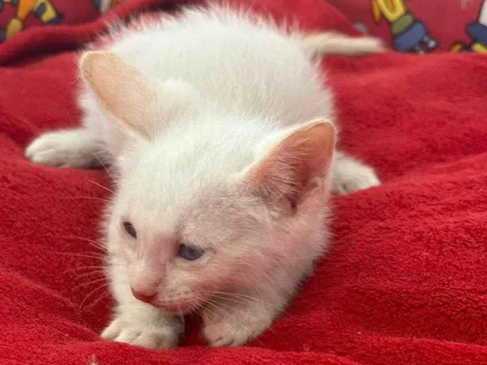 Gato ra a SRD-ViraLata idade Abaixo de 2 meses nome Polar