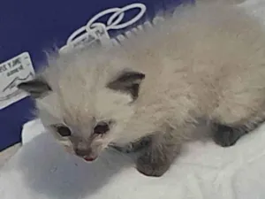 Gato raça Ragdoll idade Abaixo de 2 meses nome Gaspar