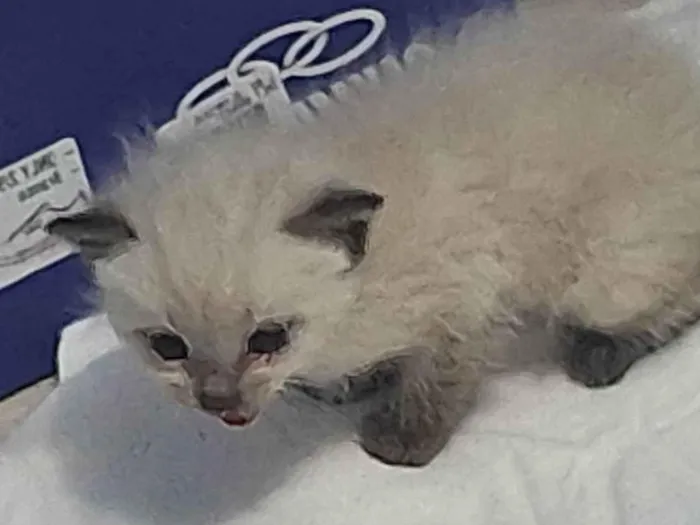 Gato ra a Ragdoll idade Abaixo de 2 meses nome Gaspar