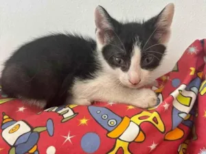 Gato raça SRD-ViraLata idade Abaixo de 2 meses nome Paco