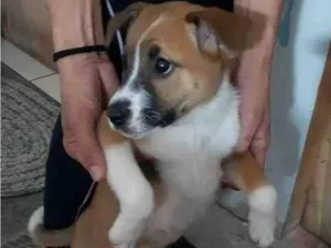 Cachorro raça SRD-ViraLata idade 2 a 6 meses nome Bella