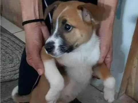 Cachorro ra a SRD-ViraLata idade 2 a 6 meses nome Bella