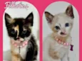 Gatinhas bebês