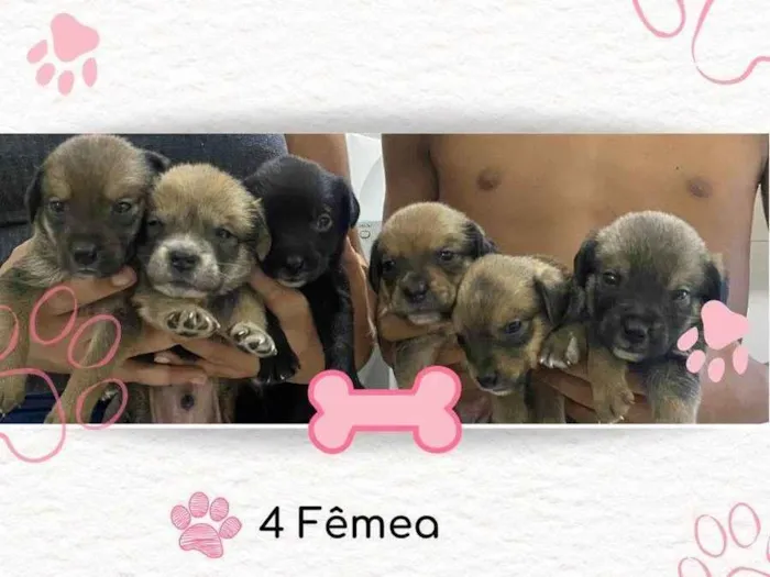 Cachorro ra a SRD-ViraLata idade Abaixo de 2 meses nome Ana Paula 