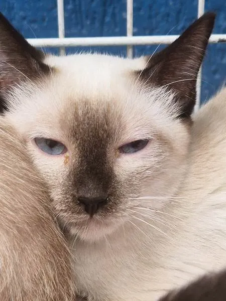 Gato ra a Siamês idade 2 a 6 meses nome GIL SIAMÊS