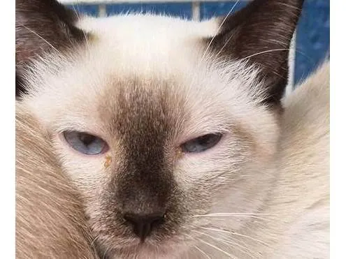 Gato ra a Siamês idade 2 a 6 meses nome GIL SIAMÊS