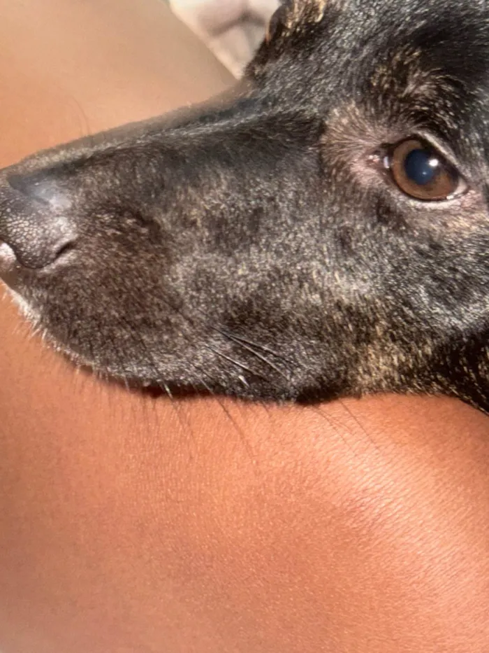 Cachorro ra a SRD-ViraLata idade 3 anos nome Pandora 