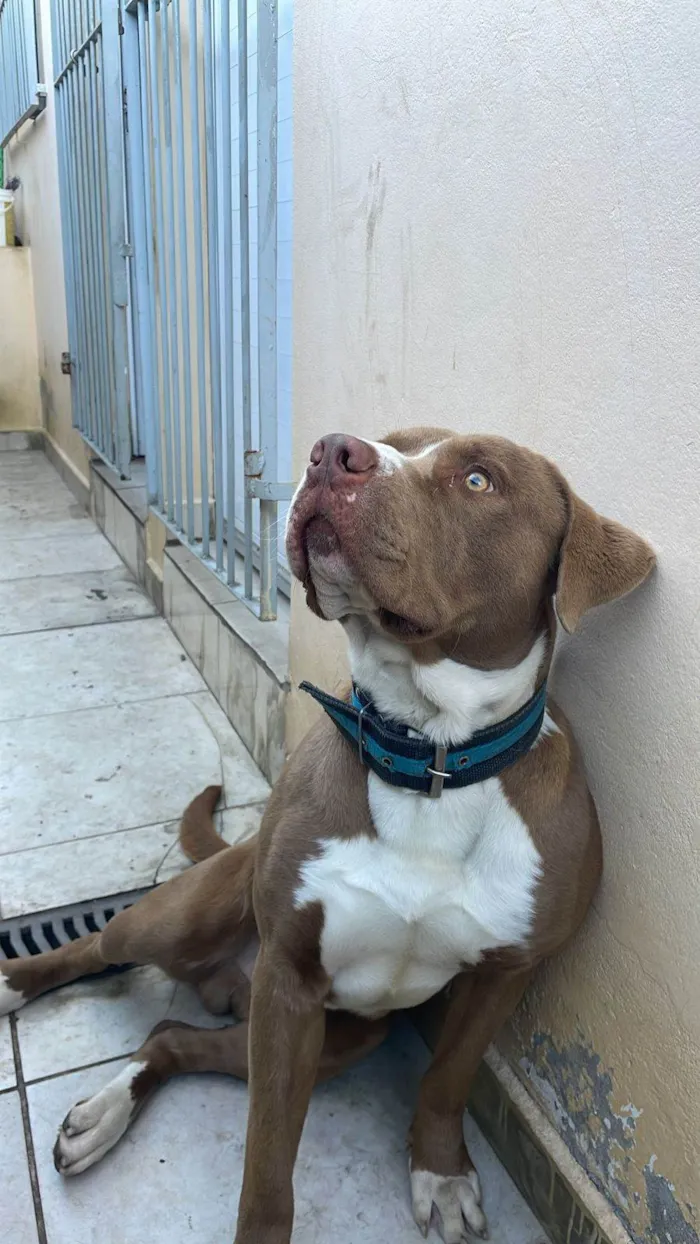 Cachorro ra a Pit-Bull idade 1 ano nome Logan