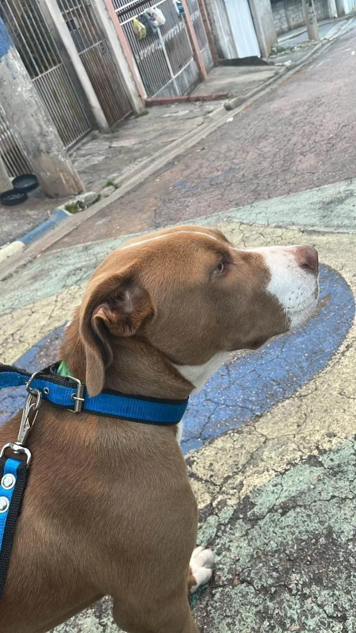 Cachorro ra a Pit-Bull idade 1 ano nome Logan