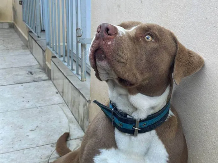 Cachorro ra a Pit-Bull idade 1 ano nome Logan