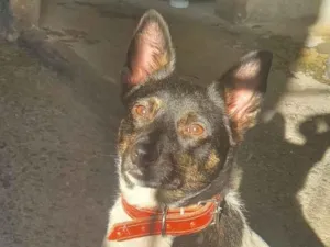 Cachorro raça SRD-ViraLata idade 3 anos nome Pandora 